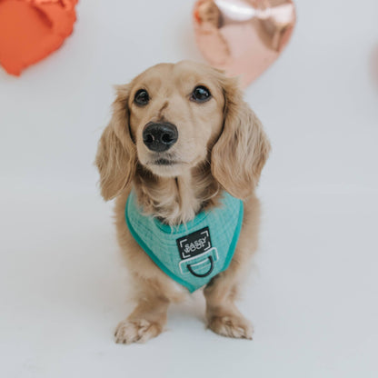 Dog Reversible Harness - Wag Your Teal: S